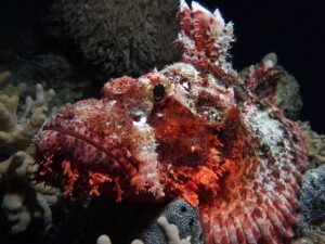 Bunte Fische und Meeresleben überall