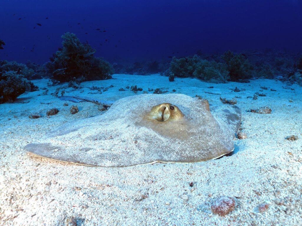 Antauchen 2026 im Blue Water Dive Resort