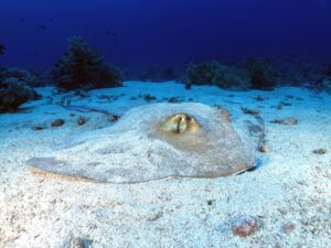 Antauchen 2026 im Blue Water Dive Resort