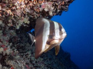 Herbstlicher Ententeich mit Sonne satt