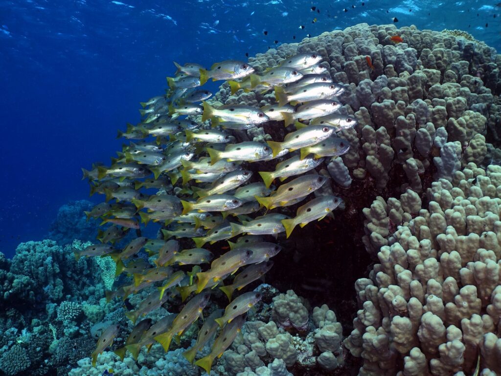 Der Mai ist da und wir sind bei den Fischen