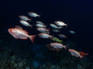 Viel Fisch und überall buntes Getümmel