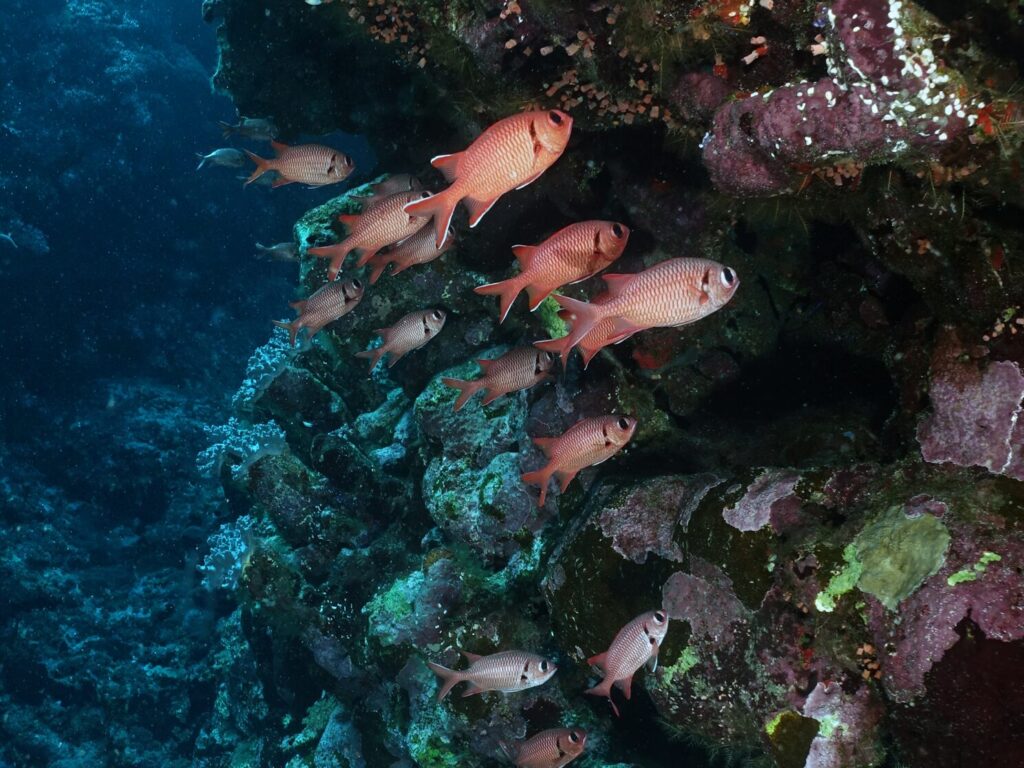 Auf zwischen die Inseln zu einem Drifttauchgang
