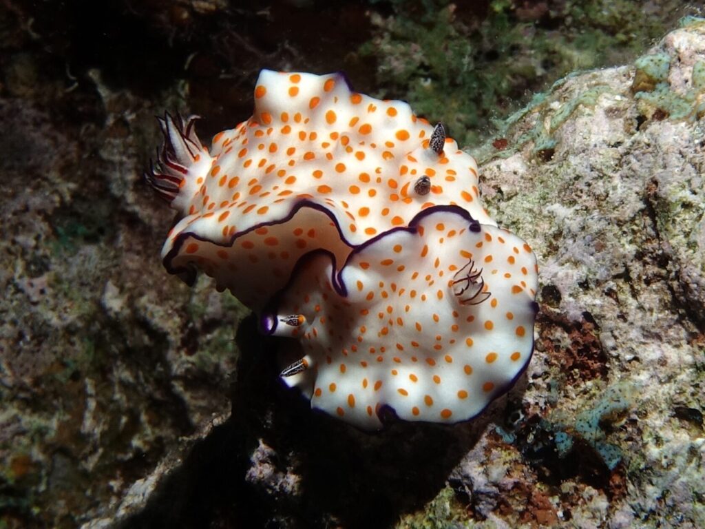 Zweimal Abtauchen im Norden von Hurghada