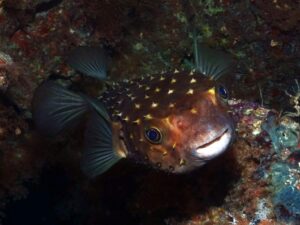 Rettungsaktionen beim Kurs und Tauchspaß