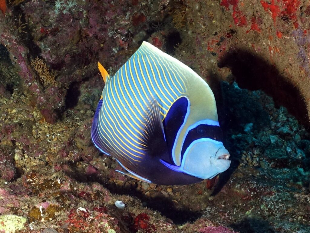 Neuer Monat, neues Unterwasserglück