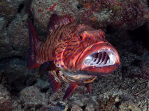 Farben, Fische und Freiheit