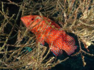 Mit Delfinbegleitung ans tolle Panorama Reef