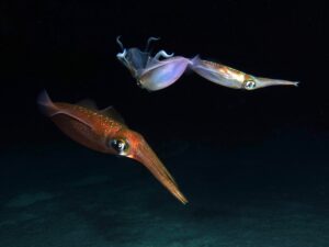 Tief oder flach – Fanadir bietet für alle etwas