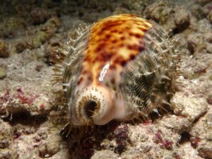 Sensationsmomenten im Roten Meer