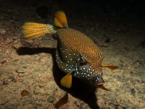 Eintauchen ins Abenteuer