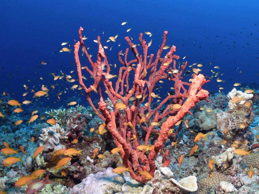 Abenteuer zwischen Blauwasser und Riff