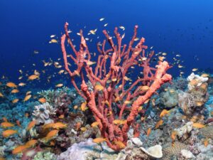 Abenteuer zwischen Blauwasser und Riff