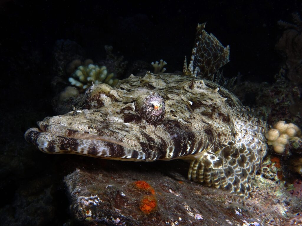 Geschichte trifft auf Blubberblasen