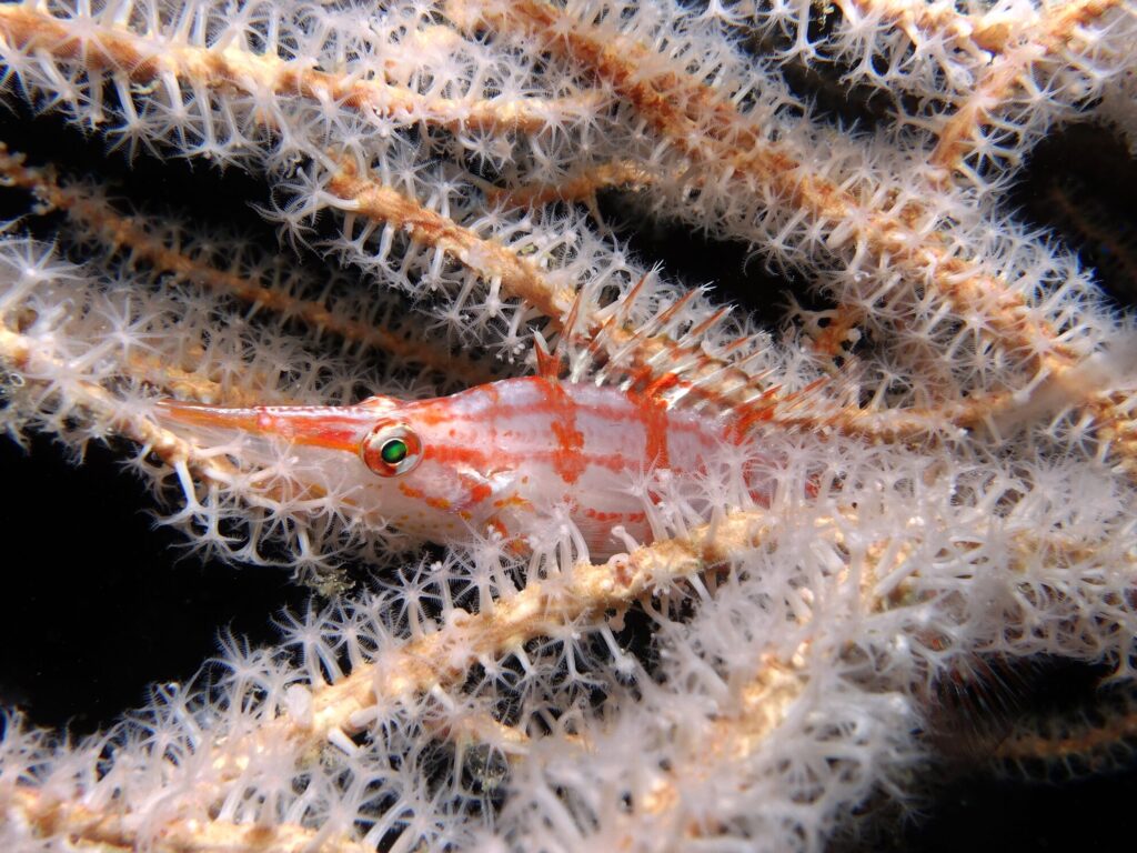 Mit Schwung am farbenfrohen Riff entlang