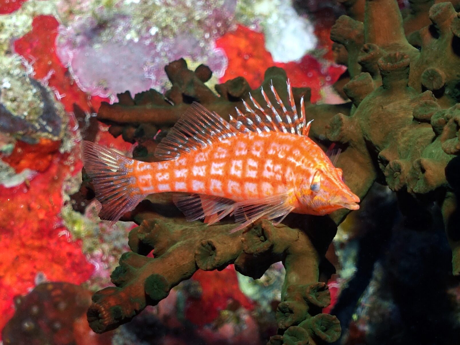 Das Rote Meer überrascht uns immer aufs neue - Blue Water Dive Resort