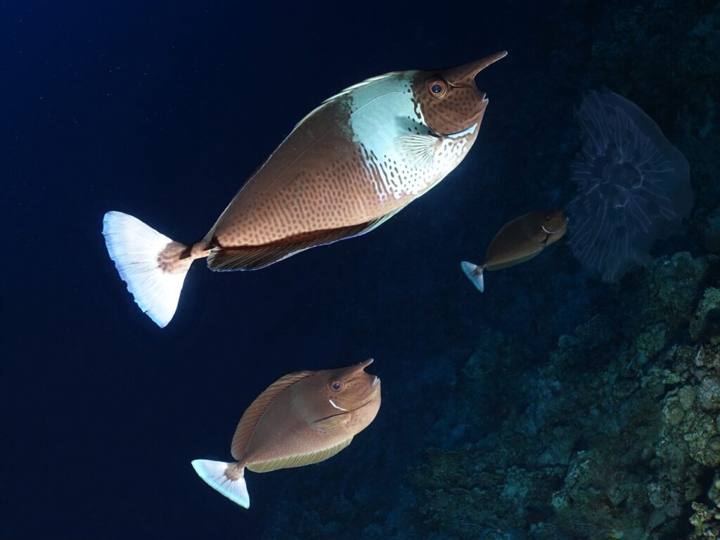 Ein herrlicher Dienstag im Roten Meer