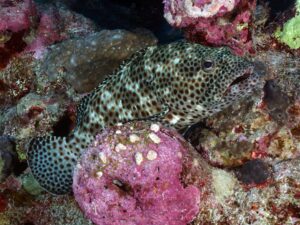 Ein schöner Drift und ein spannender Kurs