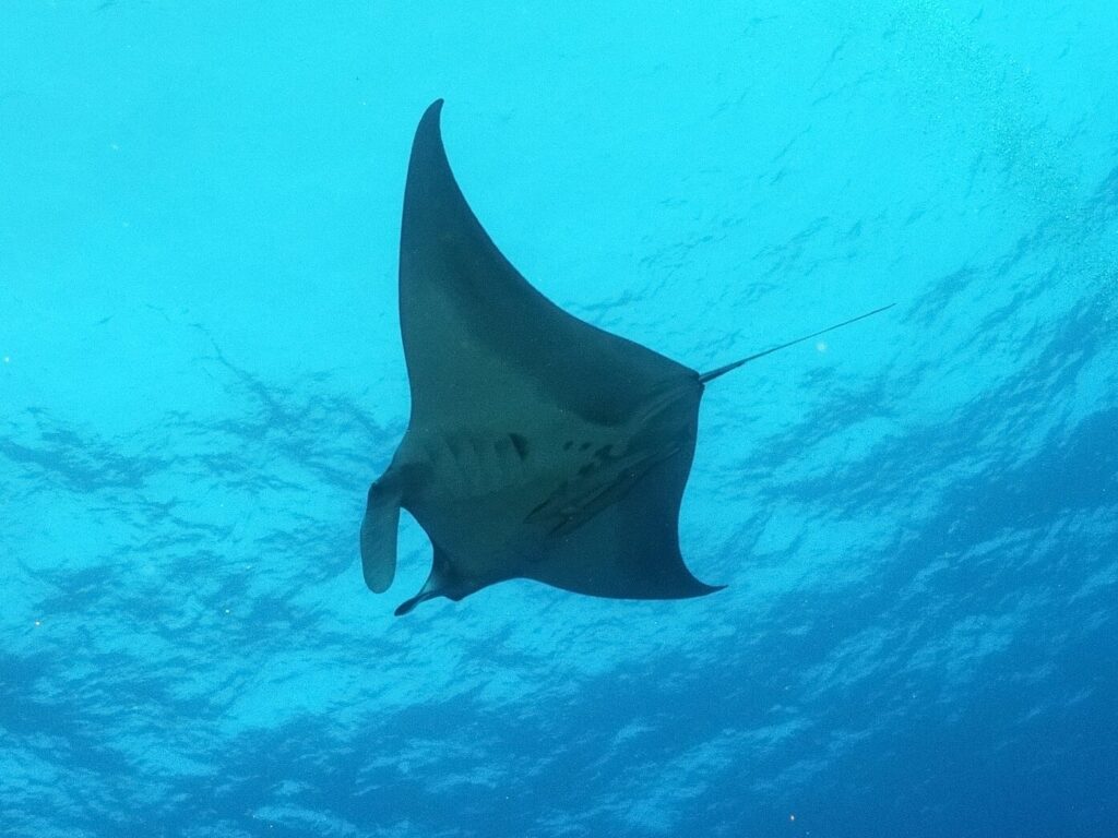 Was für ein Glückstag im Roten Meer
