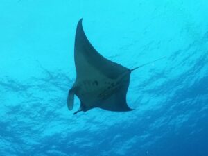Was für ein Glückstag im Roten Meer