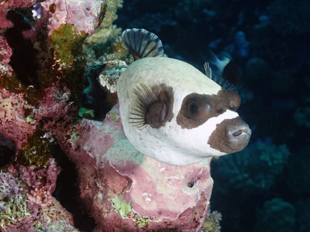 Schildkröten, Adlerrochen und jede Menge gute Laune