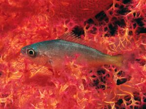 Ein schöner Tag mit Aquarium Feeling