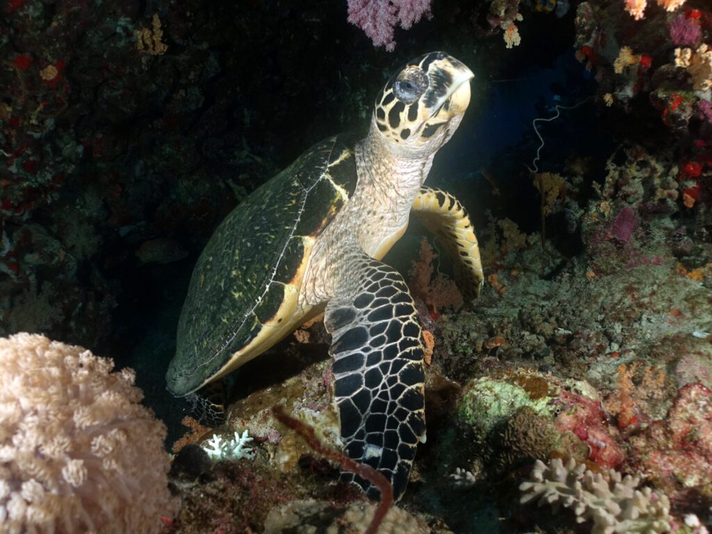 Schildkrötentag im Norden von Hurghada