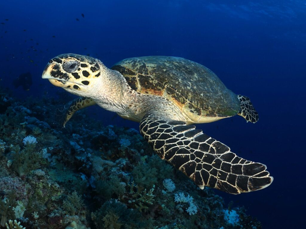 Verspielte Adlerrochen und eine Schildkröte