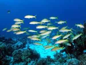 Viel Schwarmfisch machte unseren Tag schön