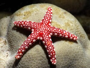 Schöne Tauchgänge zum Start ins Wochenende