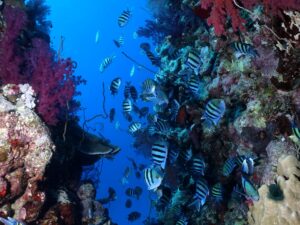 Entspannt genossen wir die Unterwasserwelt
