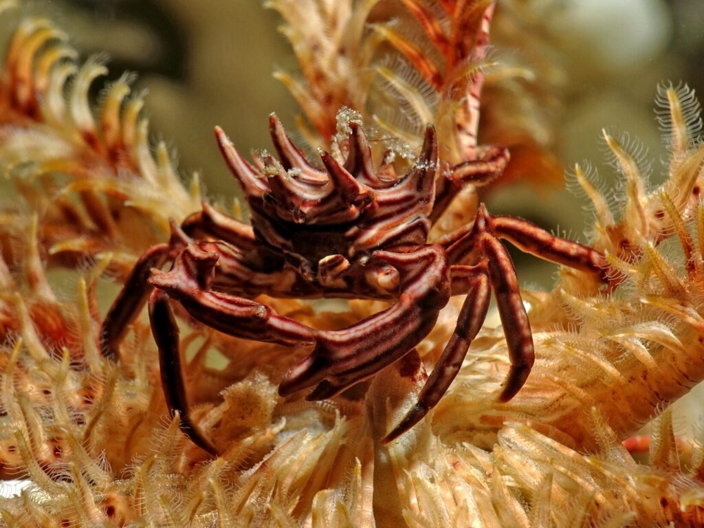 Tolle Tauchgänge und leckerer Kuchen an Bord