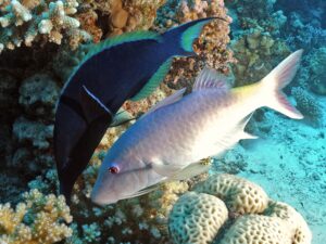 Leuchtende Taucheraugen unter Wasser