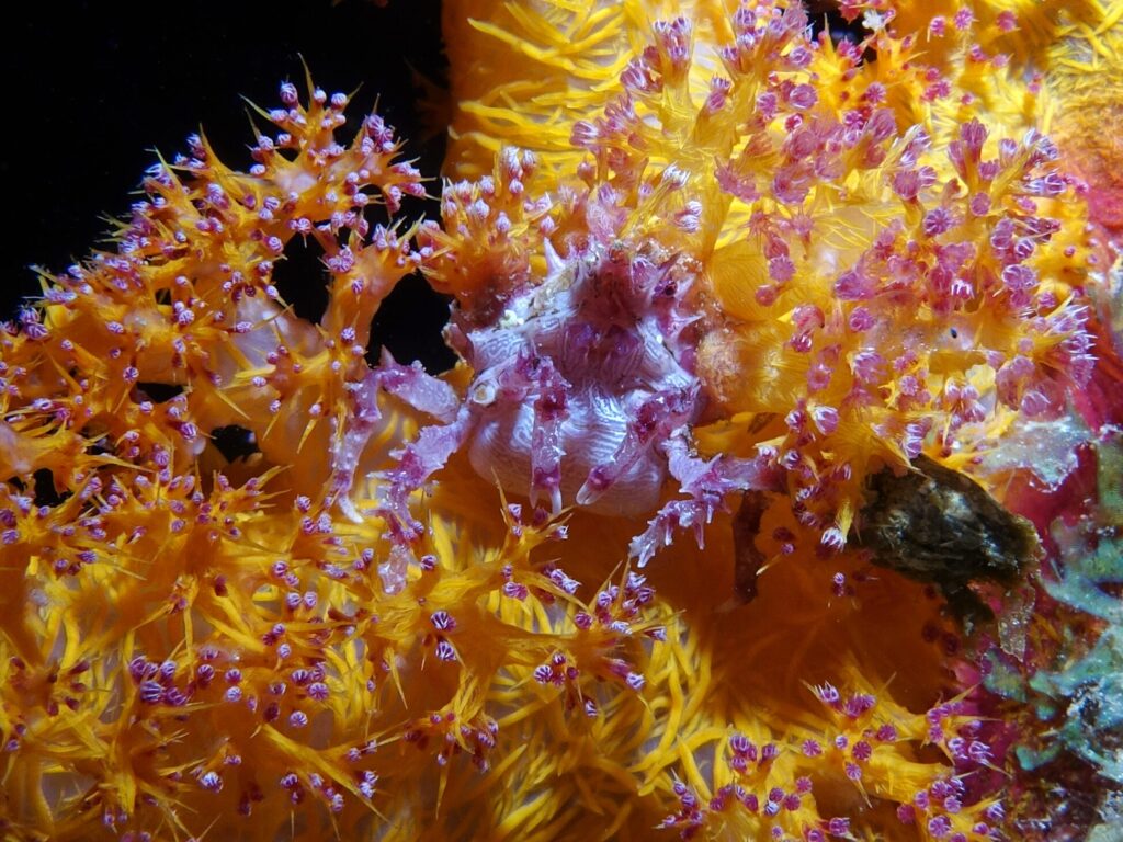 Die Unterwasserwelt mit allen bunten Facetten