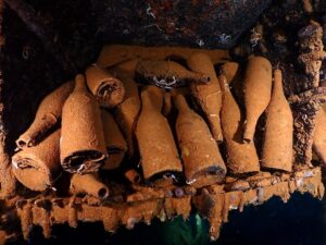 Fische und Geschichte – Unterwegs an den Wracks