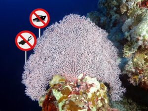 Der Wind entschied – der Strand rief