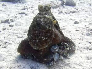 Das Unterwasserwochenende steht vor der Tür