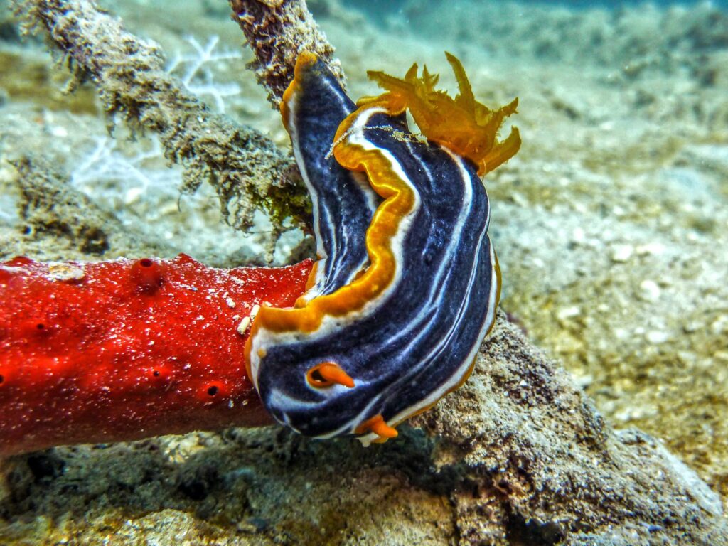 Spannendes Wrack-Hopping rund um Hurghada