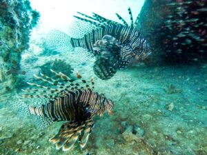 Ein kleines Wrack mit viel Leben außenrum