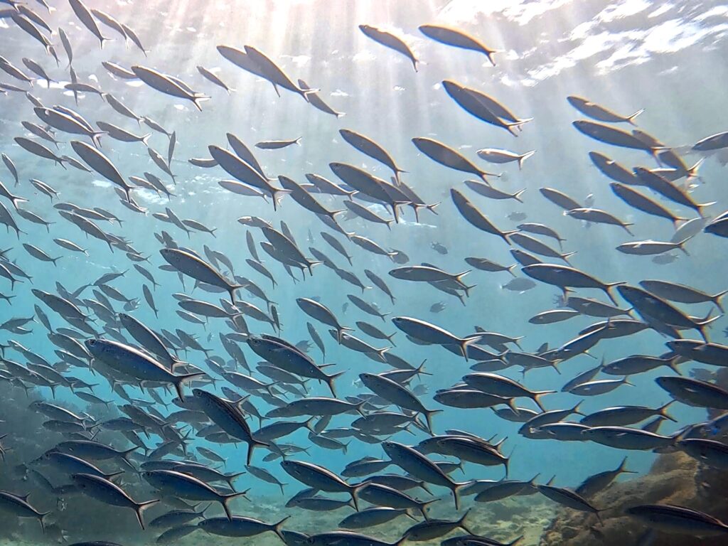 Entspannter Nachmittagstauchgang am Hausriff