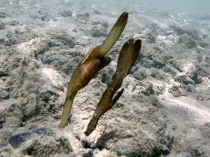 Fetzenfisch trifft Rochen-Charme