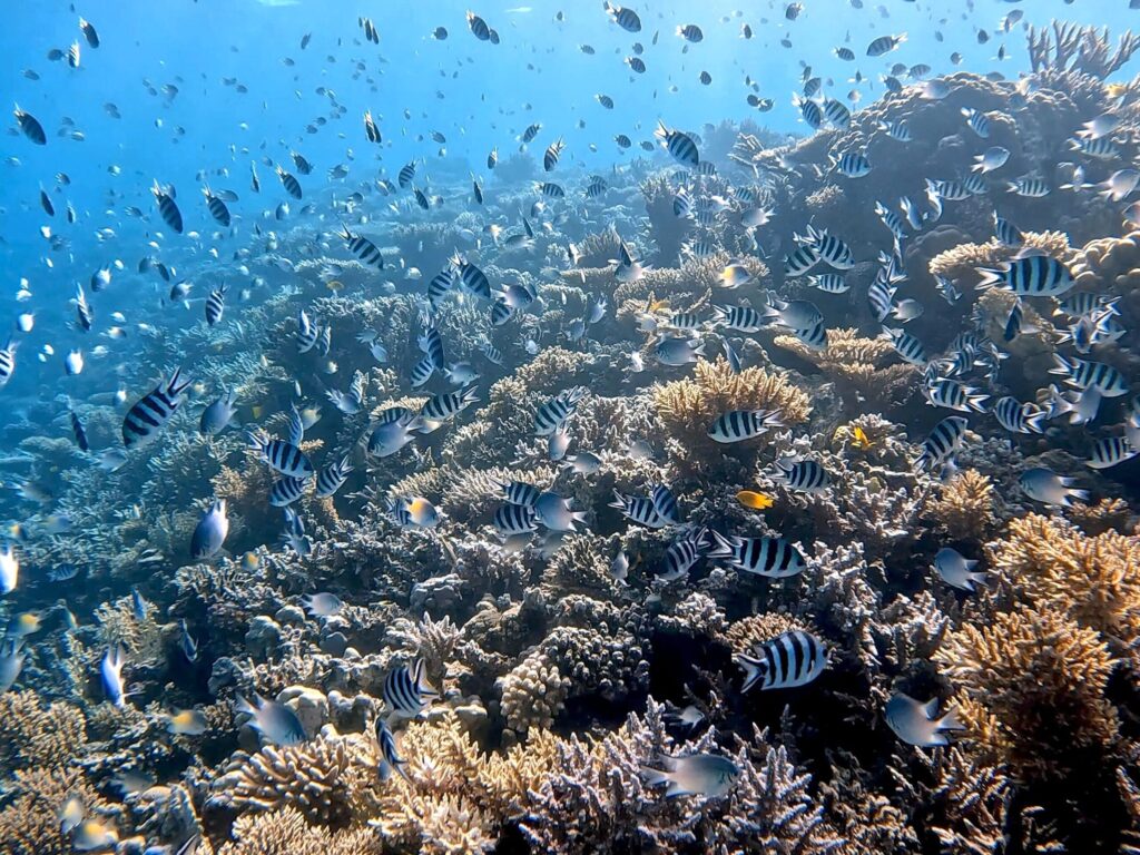 Ein bunter Mittwoch im Roten Meer