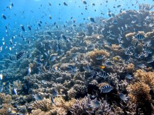 Ein bunter Mittwoch im Roten Meer
