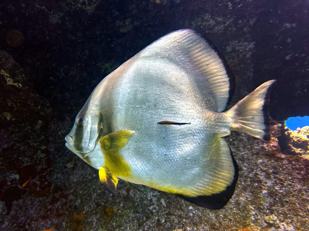 Schöne Tauchgänge rund um Abu Ramada