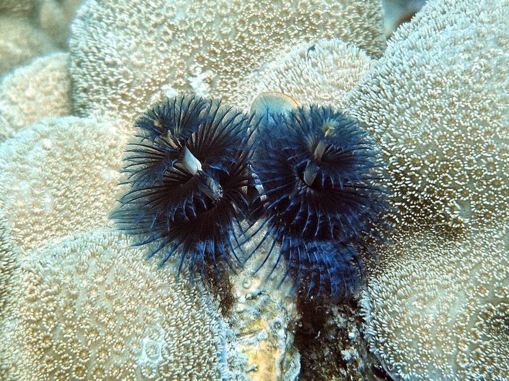 Warmer Sonnenschein am Heiligen Abend