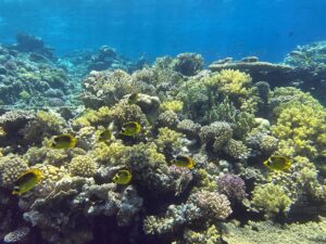 Wir genossen jede Sekunde im Roten Meer