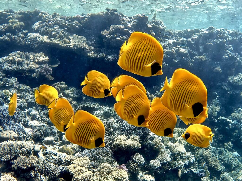 Die klare Sicht machte die Fische noch bunter