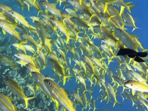 Das Rote Meer grüßt alle Seepferdchen