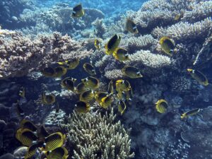 Das Aquarium bescherte pures Tauchvergnügen
