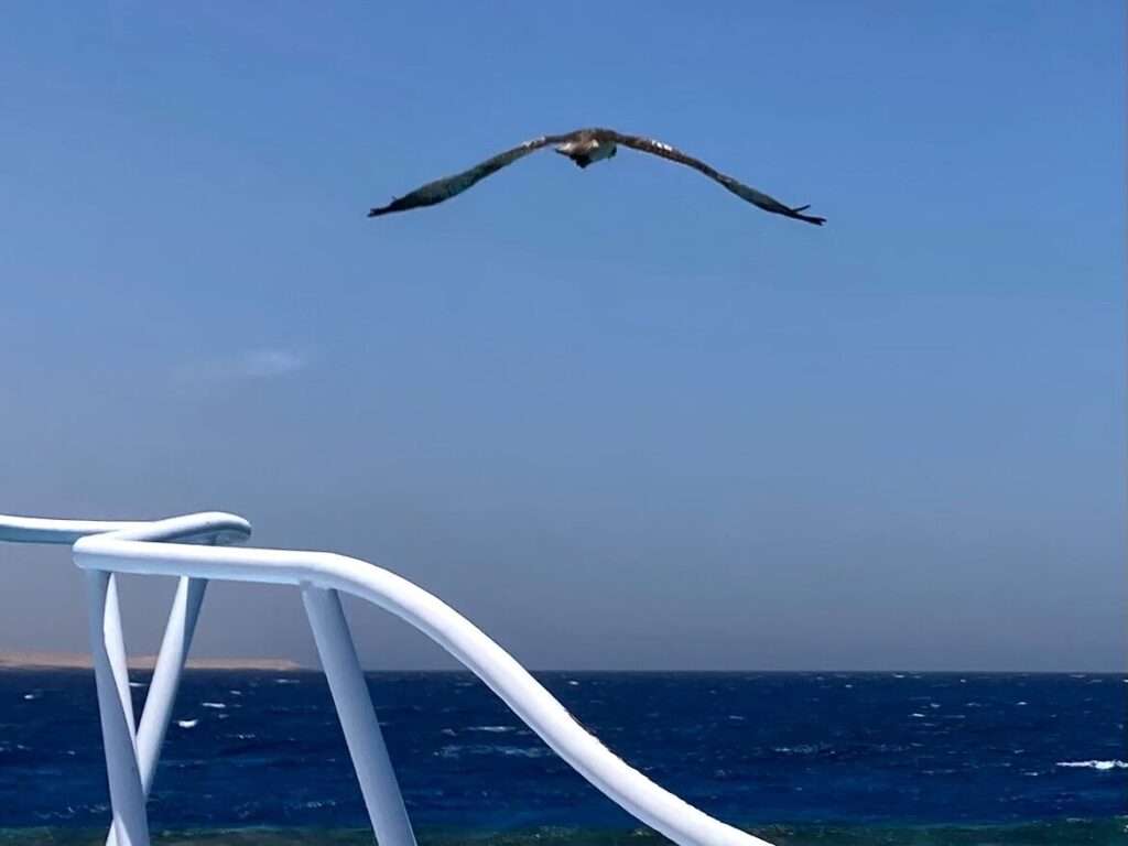 Ein sonniger Samstag auf dem Roten Meer
